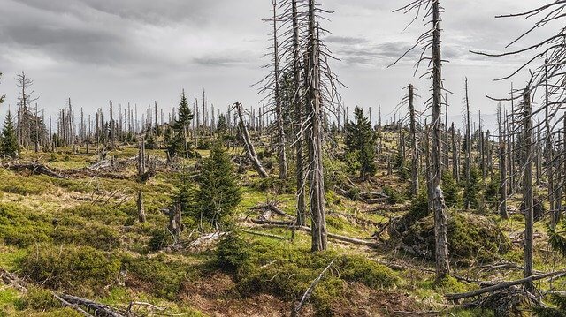bavarian-forest-g0157ce421_640